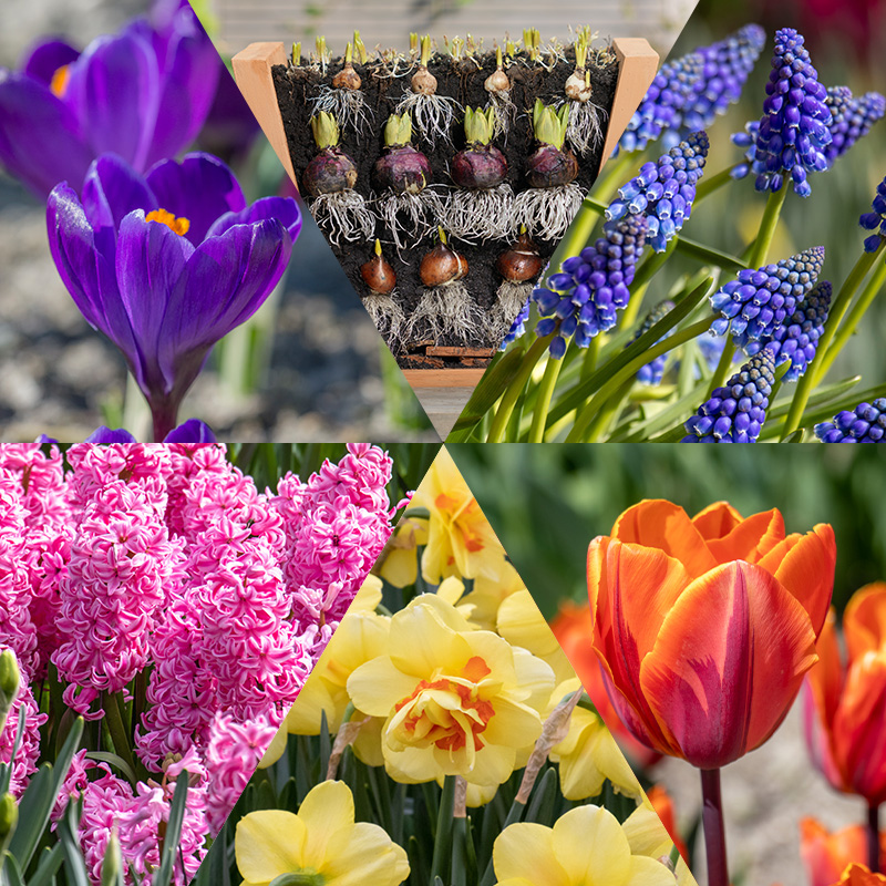 Crocus Jeanne d'Arc | 4025